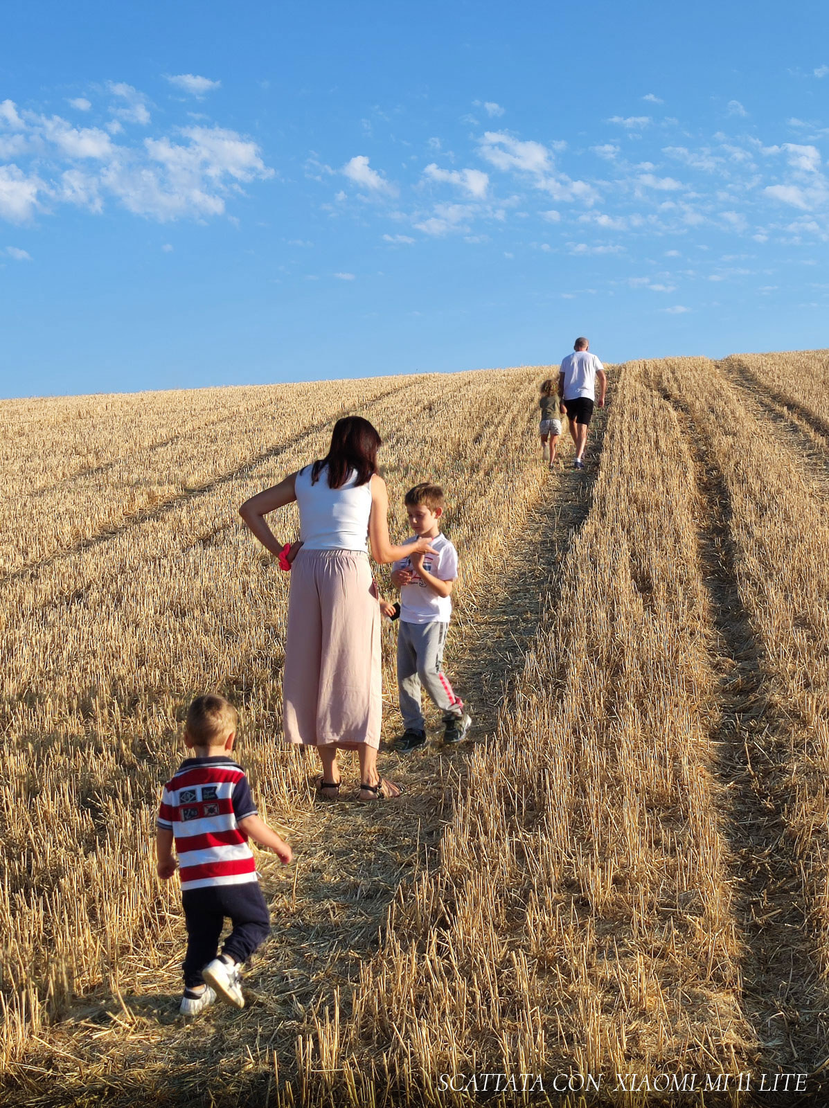 campo di grano tagliato