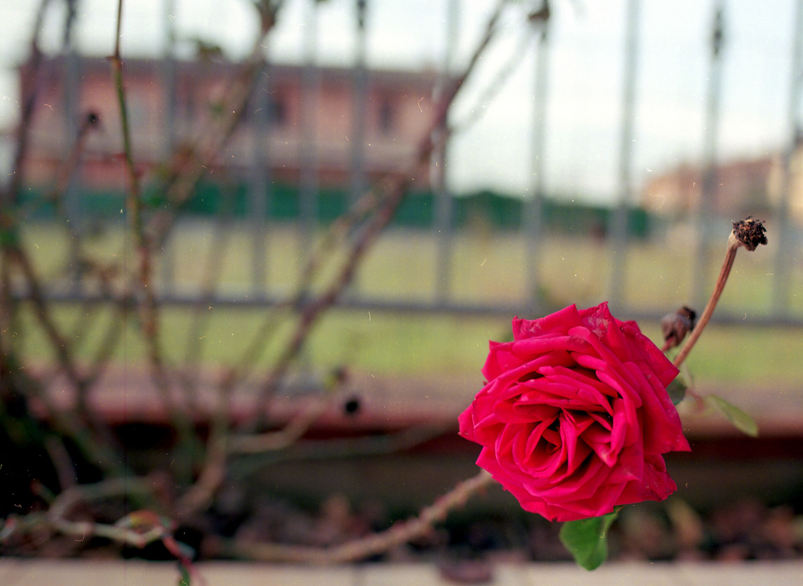 rosa rossa in fiore
