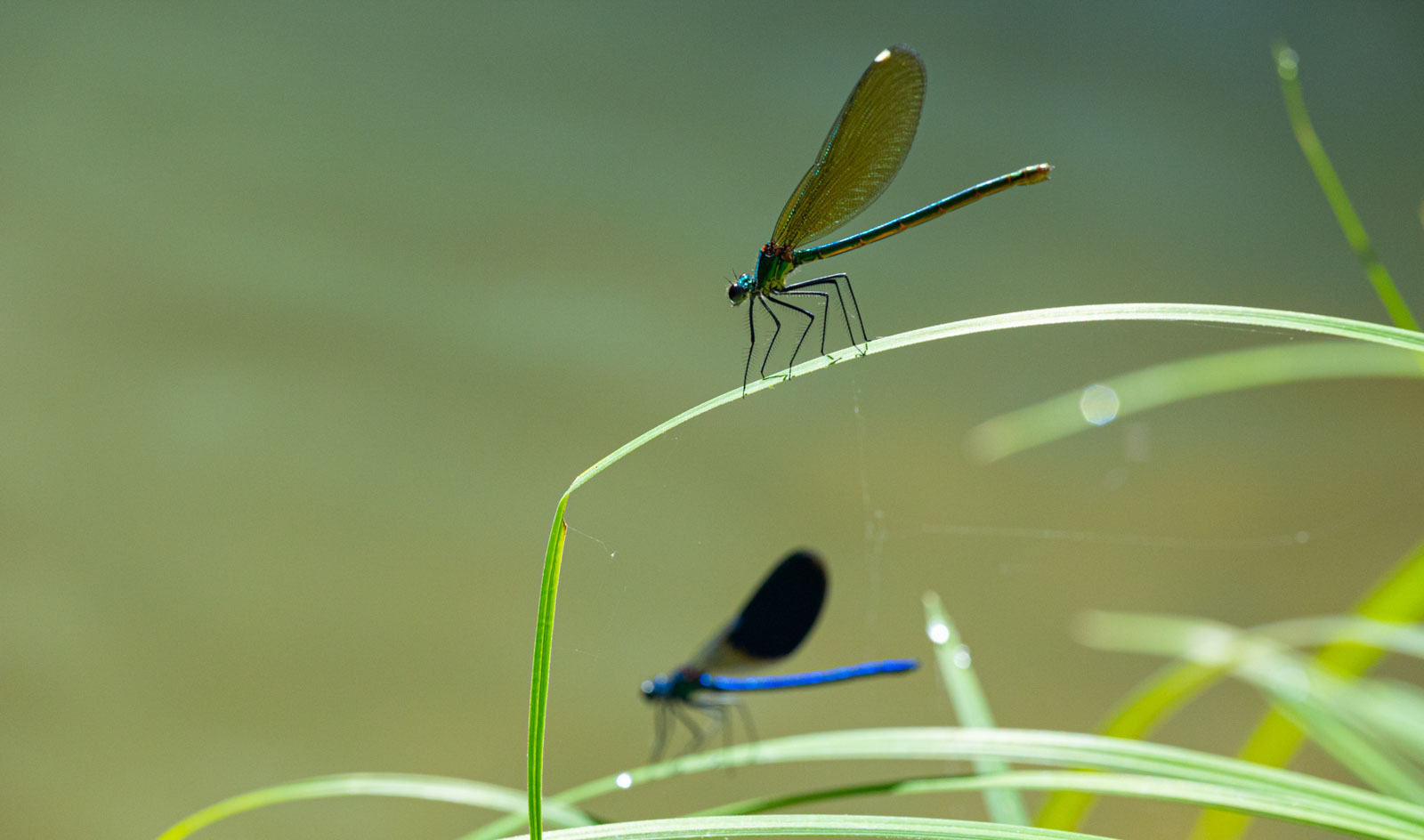 Libellule lungo il fiume Chiascio