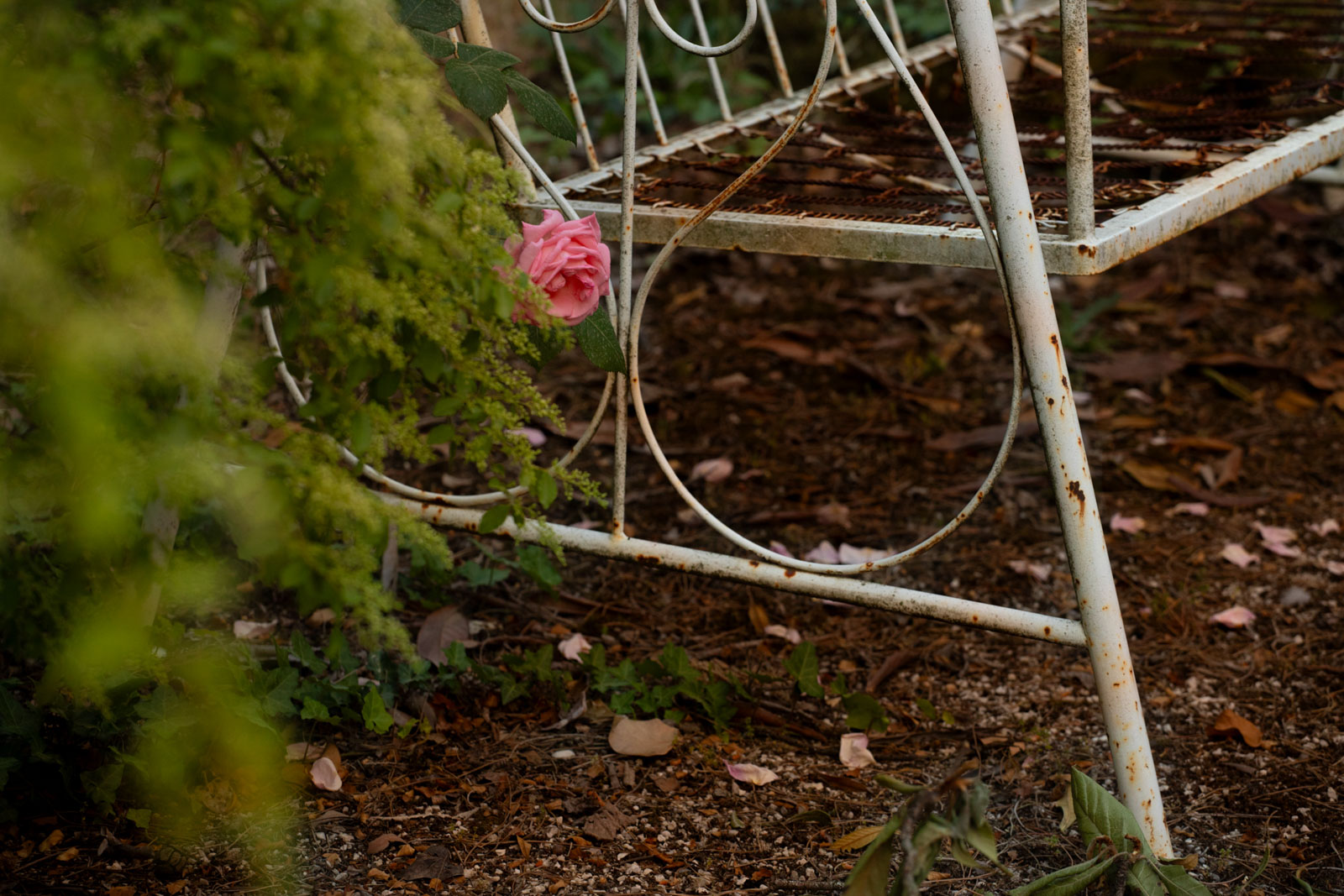 una rosa spontanea in un giardino abbandonato
