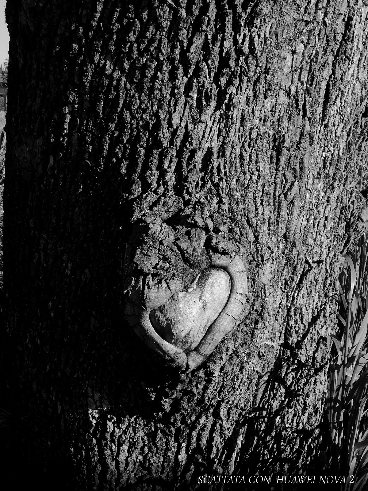 cuore nel tronco